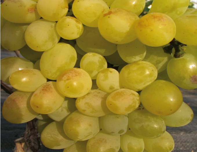 Vinič hroznorodý ´Arkadia´