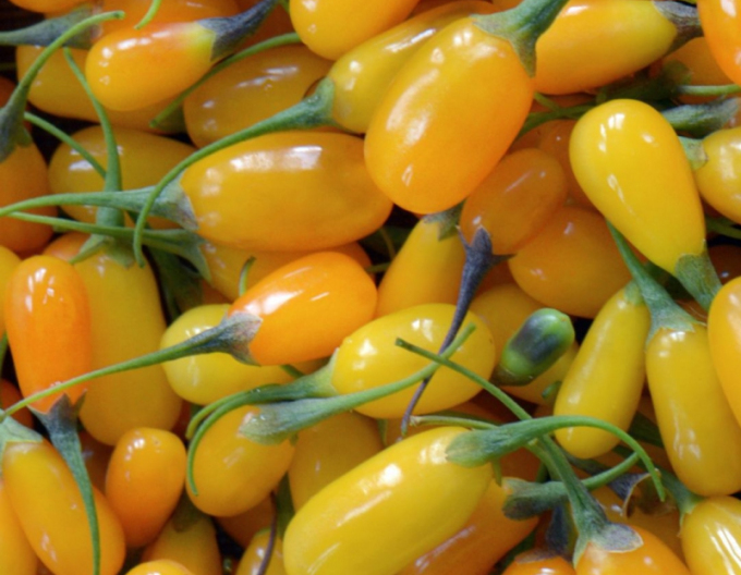 Kustovnica čínska ´Yellow Berry´