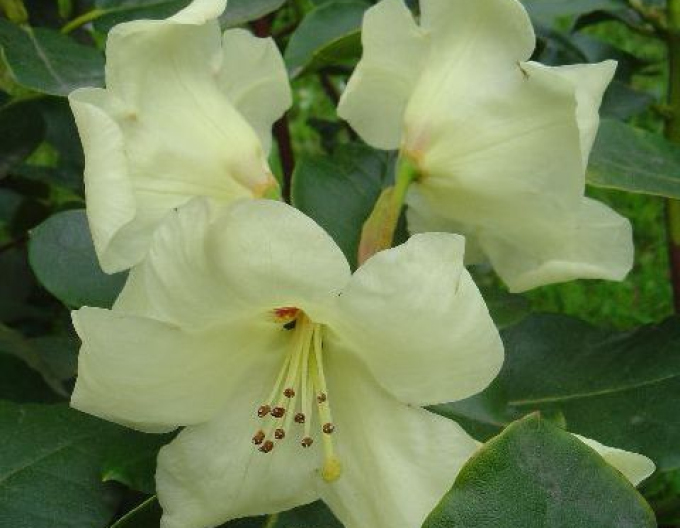Rododendrón ´Goldfort´
