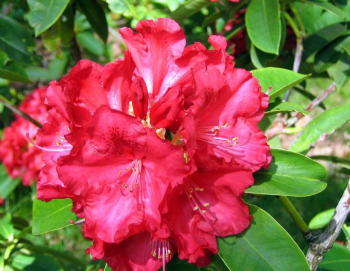 Rododendrón´Kluis Sensation´