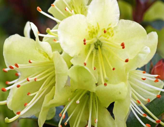 Rododendrón ´Shamrock´