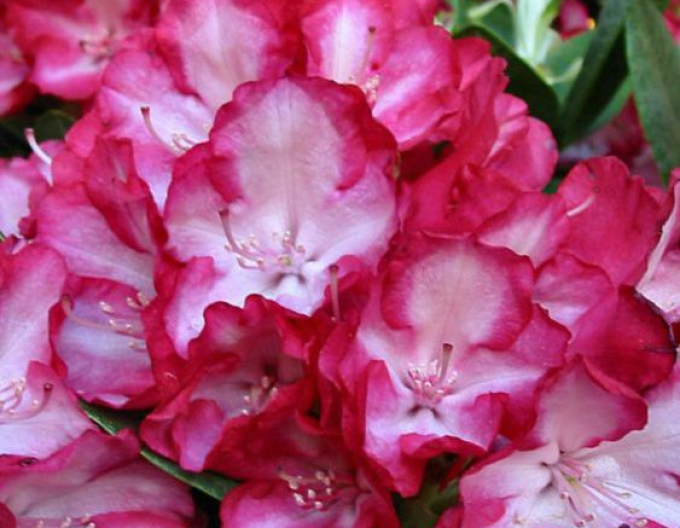 Rododendrón ´Ann Linsdsay´