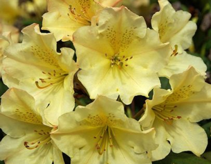 Rododendrón ´Profesor Scholz´
