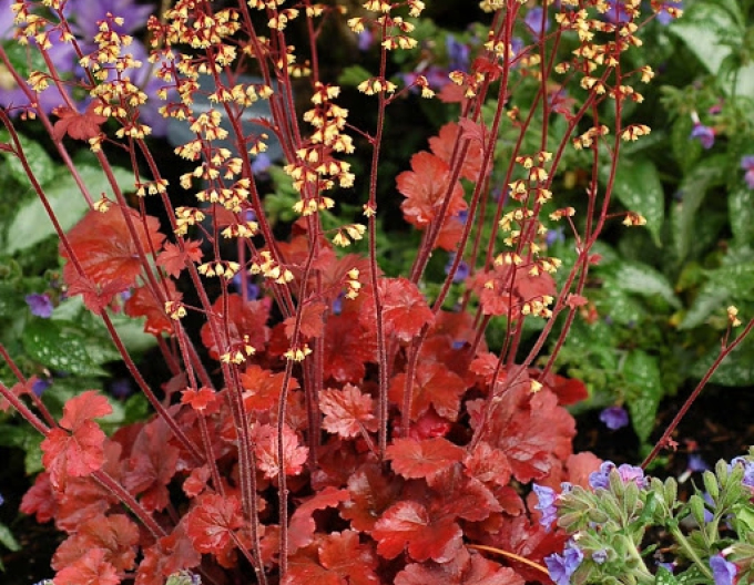 Heuchera hybridná ´ROOT BEER´