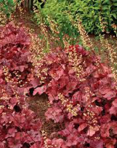 Heuchera hybridná ´ROOT BEER´