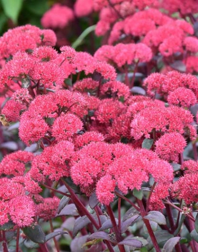 Rozchodník nádherný ’Red Cauli’