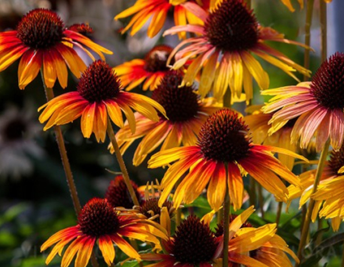 Echinacea ’Parrot’