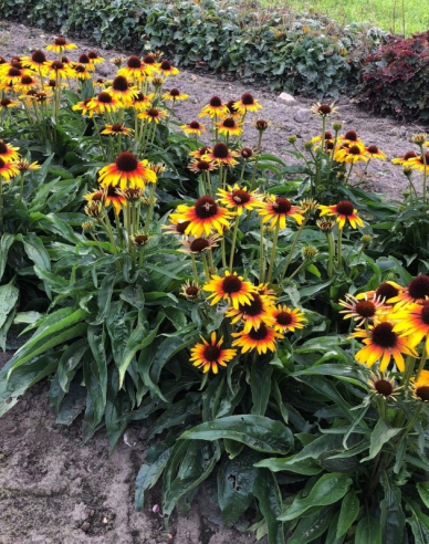 Echinacea ’Parrot’