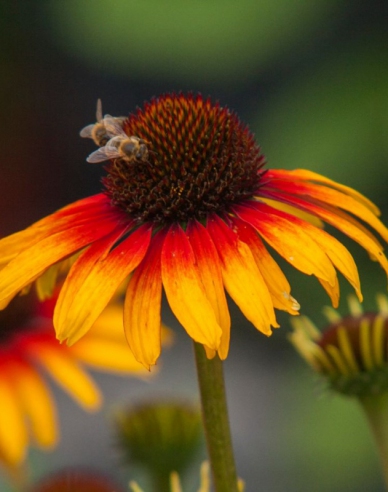 Echinacea ’Parrot’