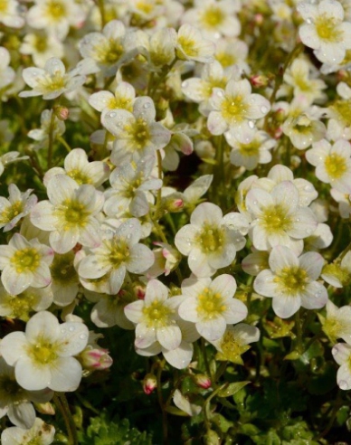 Lomikameň  ’Limerock’