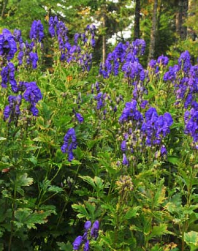 Prilbica ´Arendsii´