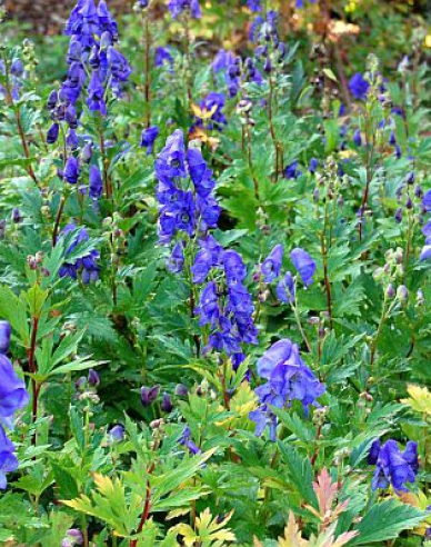 Prilbica ´Arendsii´