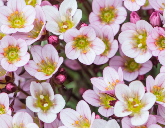 Lomikameň  ´Pixi Pan Appleblossom´