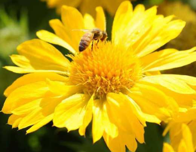 Kokarda osinatá ’Messa Yellow´