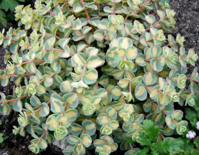 Rozchodník sieboldii ´Variegatum´