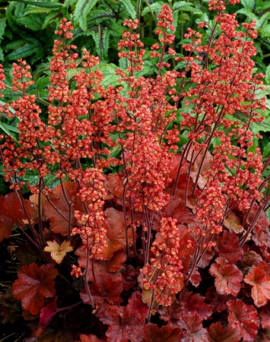 Heuchera hybridná ´Cherry Cola´