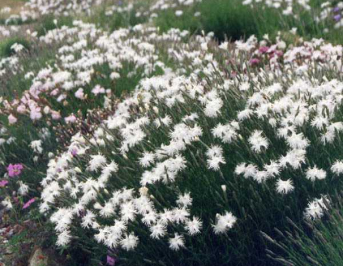 Klinček ´White and Blush´
