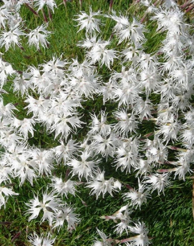 Klinček ´White and Blush´