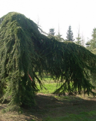 Céder himalájsky ´Pendula´ na kmienku