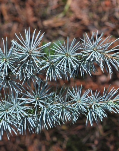 Céder libanonský ´Glauca Pendula´