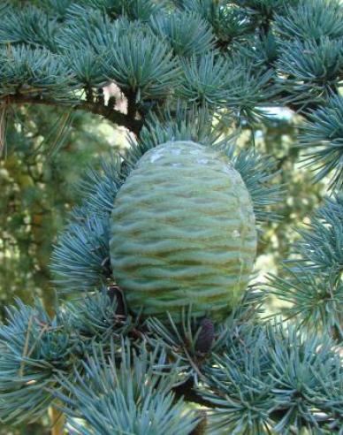 Céder libanonský ´Glauca Pendula´