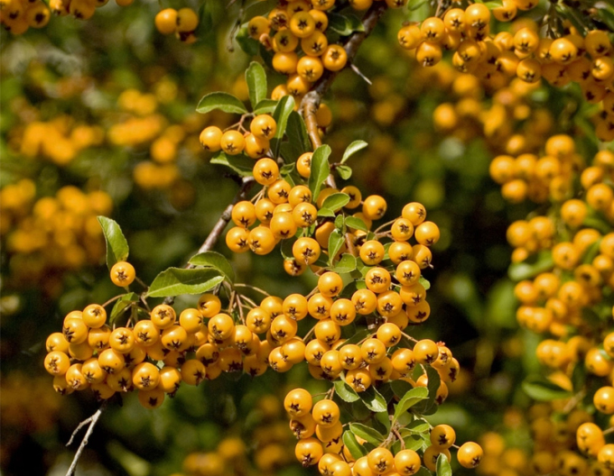 Hlohyňa šarlátová "Soleil ď Or" (Pyracantha coccinea "Soleil ď Or")