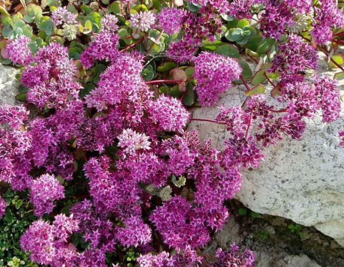 Rozchodník ’Bright Pink’
