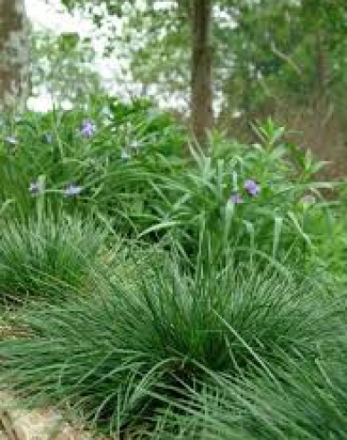 Metlica ’Goldtau’