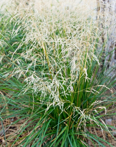 Metlica ’Goldtau’