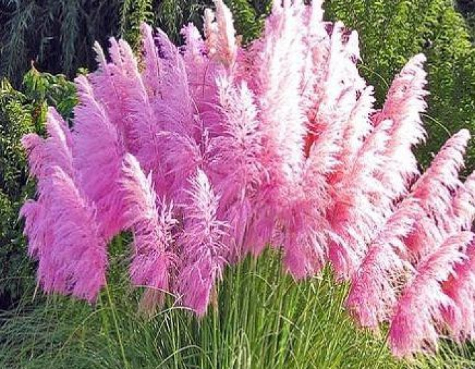 Pampová tráva ´Rose Plume´