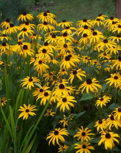 Rudbekia ´Goldsturm´