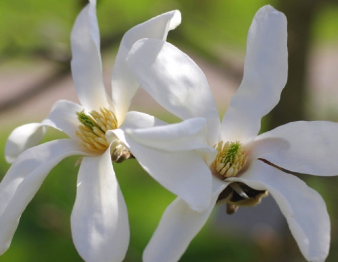 Magnólia ´Stellata´ STROMČEKOVÁ