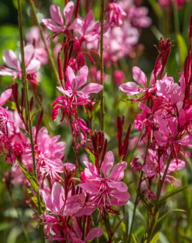 Gaura ´Gaudi Red´