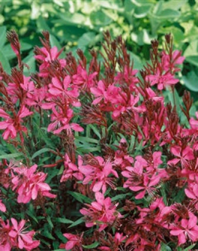 Gaura ´Gaudi Red´