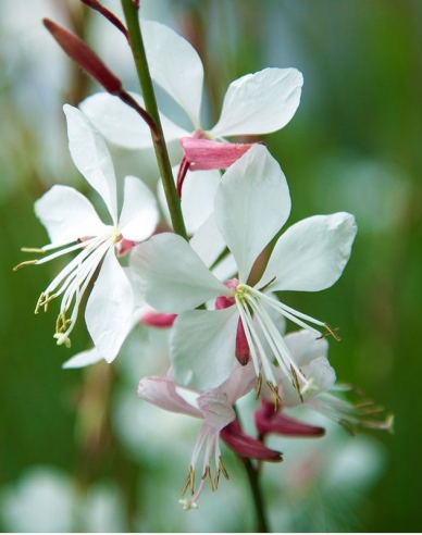 Gaura ʹWhirling Butterfliesʹ
