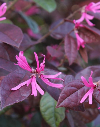 Loropetalum čínske  "Black Pearl"