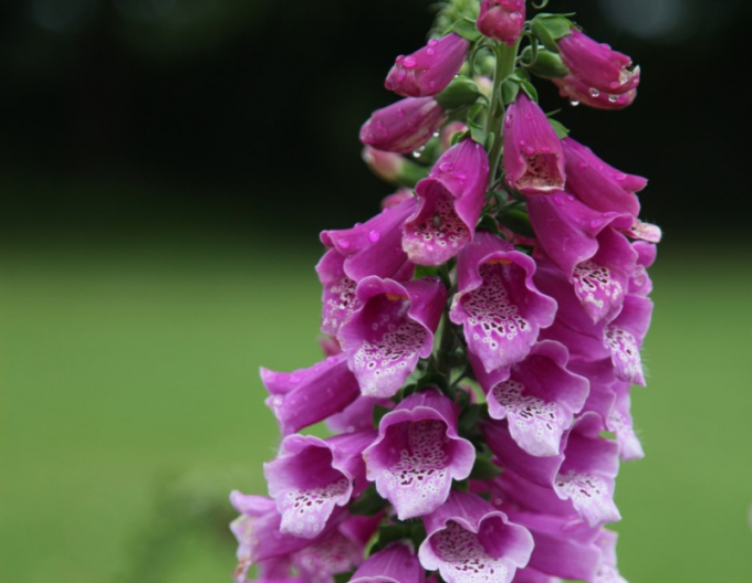 Náprstník ´Dalmatian Purple´
