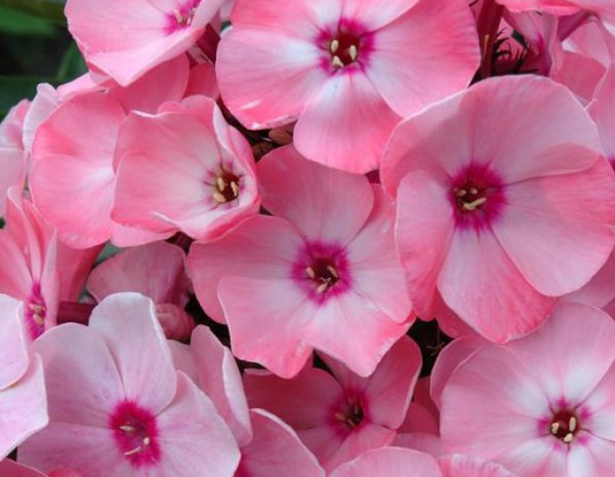 Flox metlinatý  Sweet Summer ’Queen’