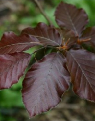 Buk lesný ´Dawyck Purple´