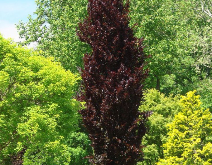 Buk lesný ´Dawyck Purple´