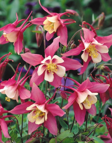 Orlíček spring magic ´Rose White´