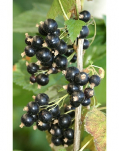 Ríbezľa čierna ´Eva´ stromčeková, voľnok.