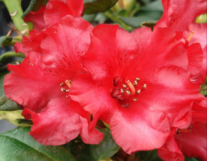 Rododendrón ´Baden Baden´