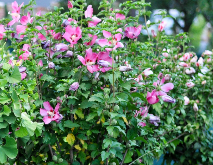 Ibištek (Hibiscus syriacus) stromčeková