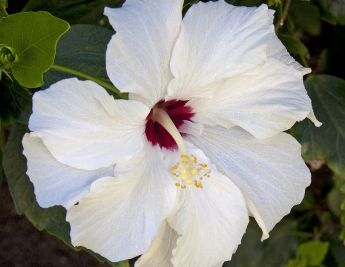 Ibištek (hibiscus white)