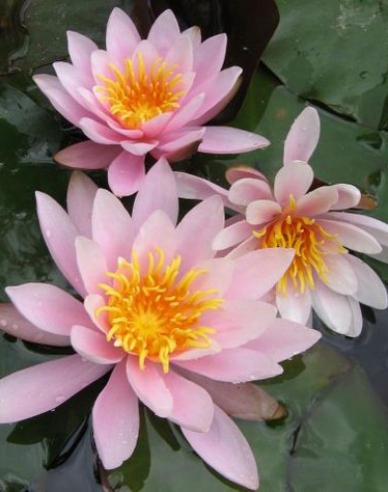 Lekno ´Rose Nymphe´
