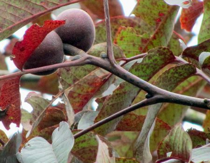 Orech kráľovský ´Purpurea´