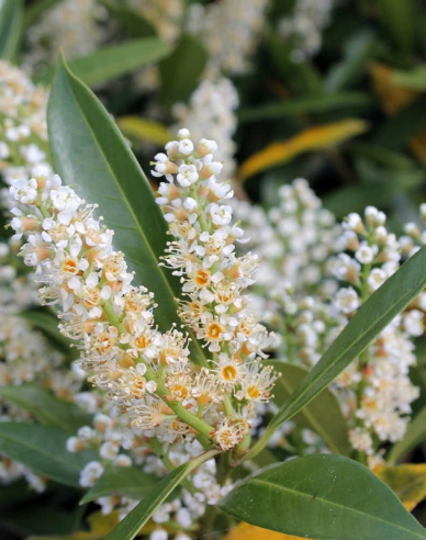 Vavrínovec lekársky ‘Rotundifolia’