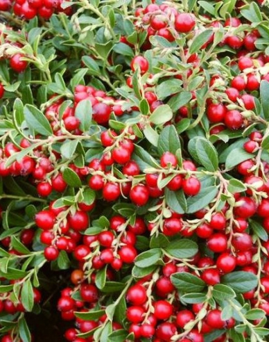 Brusnica ´Koralle´