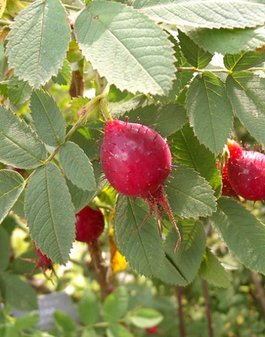 Ruža plodová (jabĺčková)